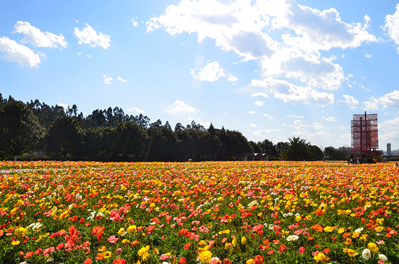 花园大道.JPG